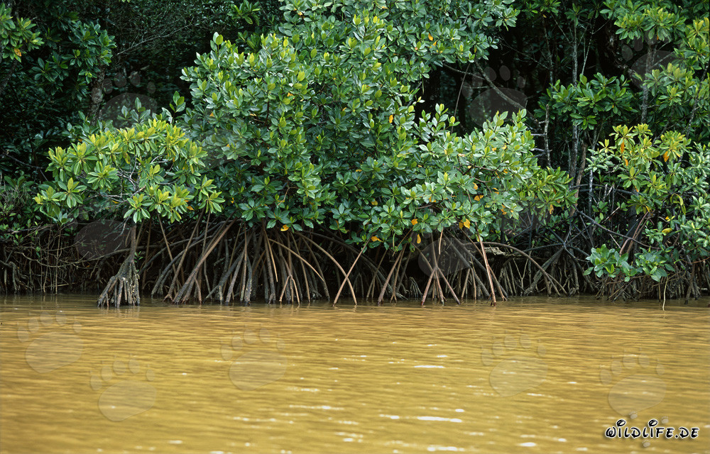 Red Mangroves in Qara-ni-Qio River after heavy rain