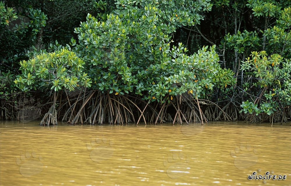 Rote Mangroven im Qara-ni-Qio River nach starkem Regen