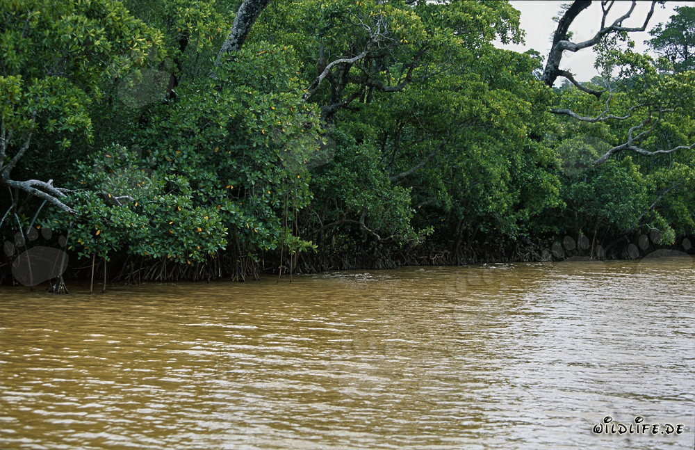 Mangrove rouge sous la lumière du soleil à l'embouchure de la rivière Qara-ni-Qio