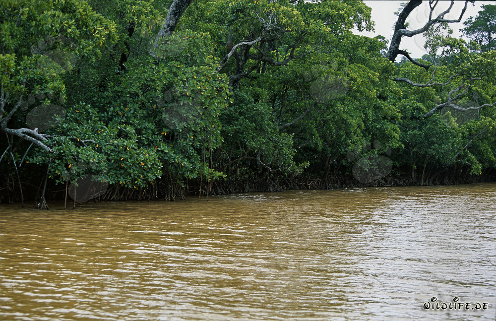 Red mangrove in sunlight at the mouth of the Qara-ni-Qio River