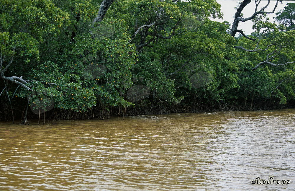 Rote Mangrove im Sonnenlicht an der Qara-ni-Qio Rivermündung