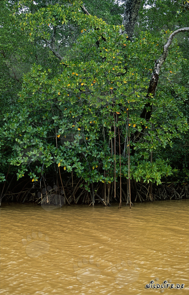 Mangroves rouges dans l'eau jaune du fleuve Qara-ni-Qio