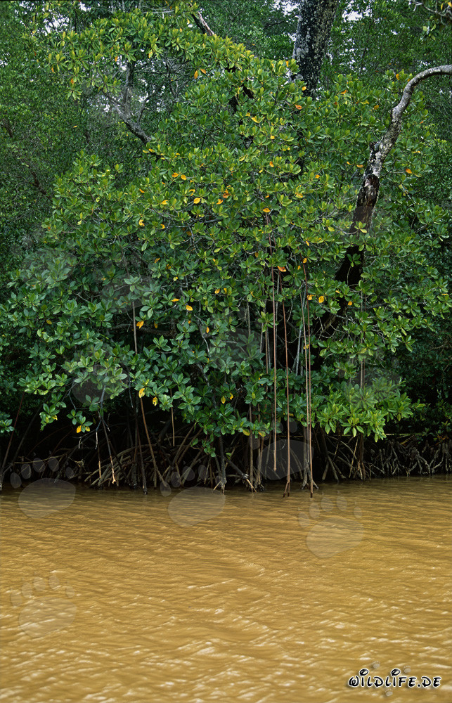 Mangrovie rosse nell'acqua gialla del fiume Qara-ni-Qio