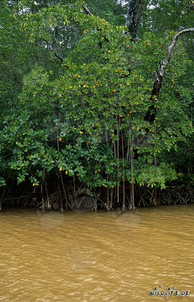 Red Mangroves in the discolored water of the Qara-ni-Qio River