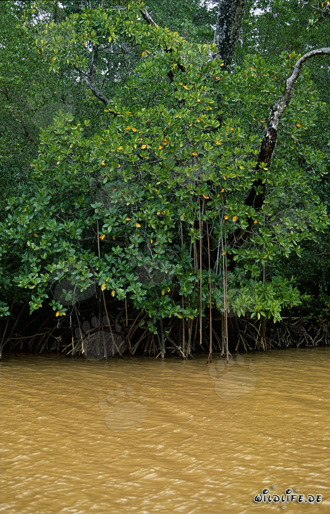 Rote Mangroven im gelb verfärbten Wasser des Qara-ni-Qio River