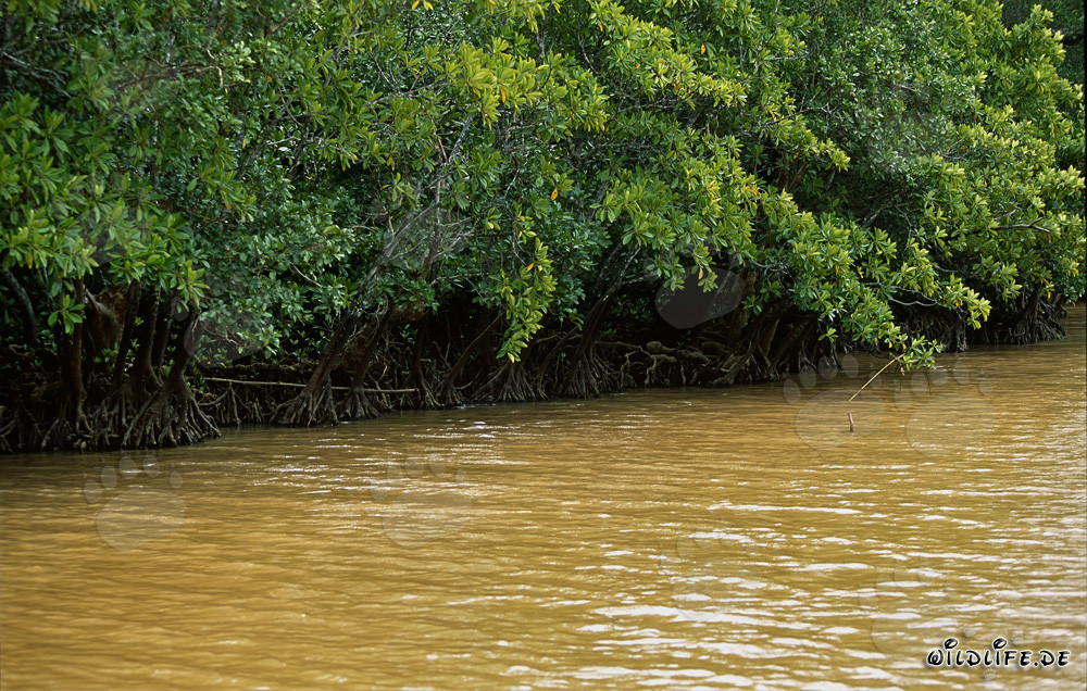 Mangroves rouges sur la rivière Qara-ni-Qio après une forte pluie