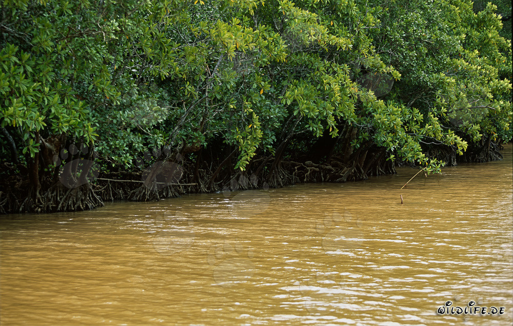 Red Mangroves at Qara-ni-Qio River after Heavy Rainfall
