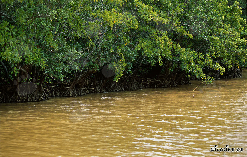 Rote Mangroven am Qara-ni-Qio River nach starkem Regen