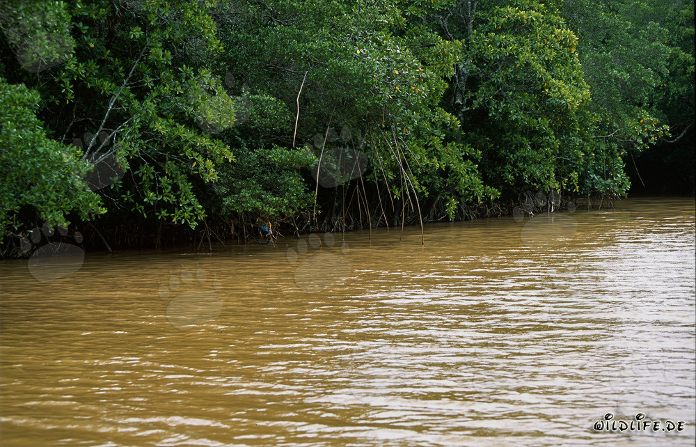 Manglares rojos en el río Qara-ni-Qio después de una fuerte lluvia