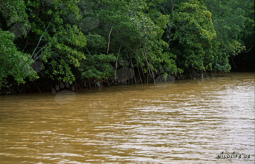 Mangroves rouges dans la rivière Qara-ni-Qio après une forte pluie