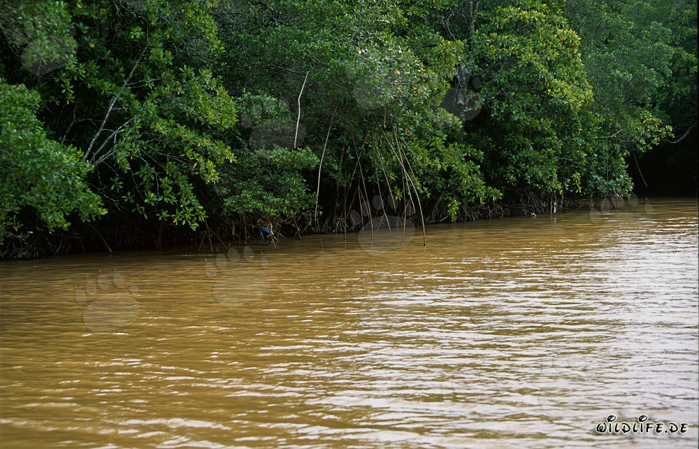 Rote Mangroven im Qara-ni-Qio Fluss nach starkem Regen