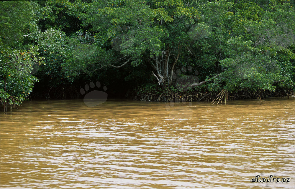 Mangroves rouges dans l'eau jaune argileuse