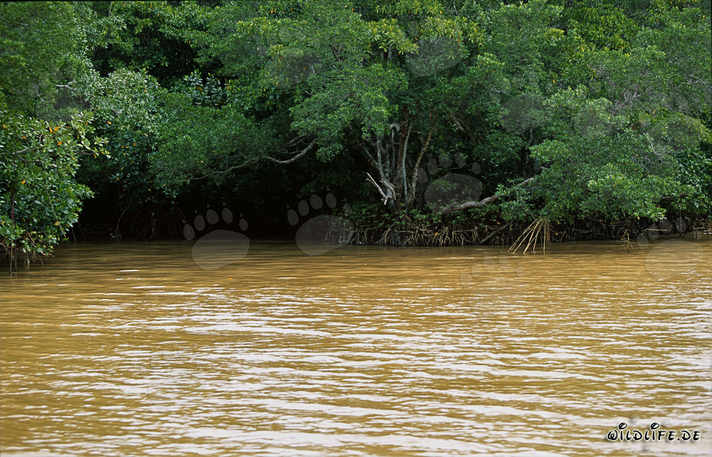 Red Mangrove (Rhizophora mangle)