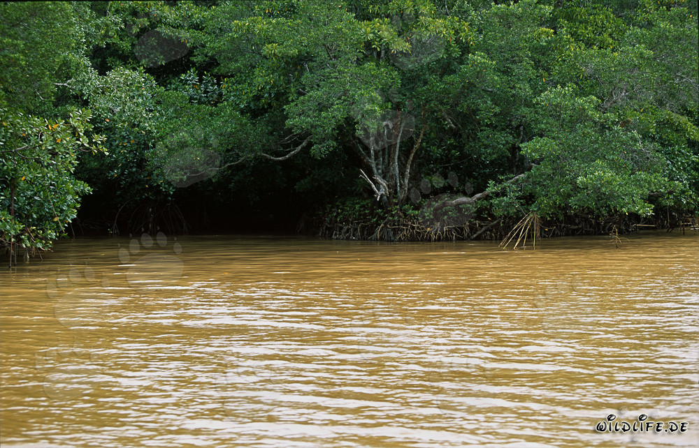 Rote Mangroven im lehmgelben Wasser