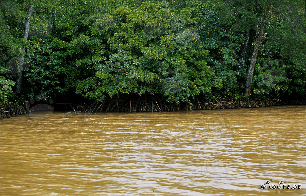 Manglar rojo - Habitantes únicos de las costas de Fiyi
