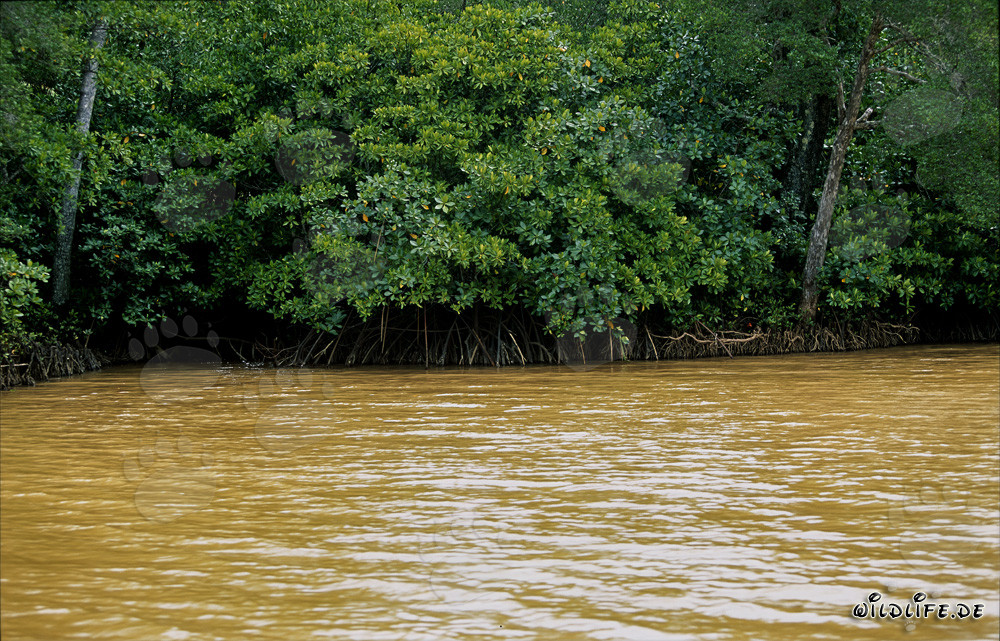 Mangrove rouge - Habitants uniques des côtes de Fidji