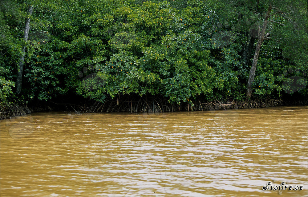 Red Mangrove - Unique Coastal Inhabitants in Fiji