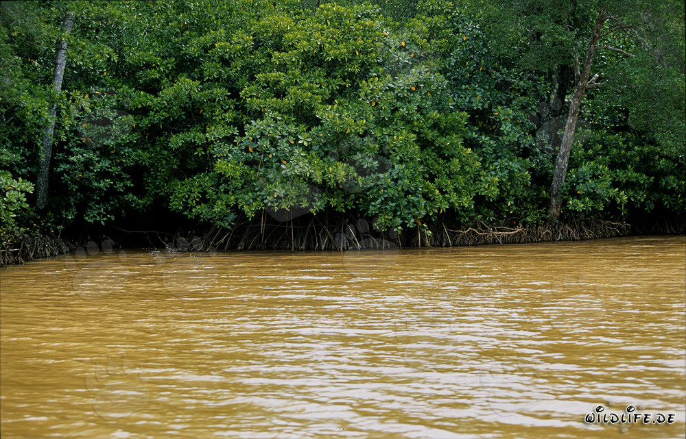 Rote Mangrove - Einzigartige Küstenbewohner in Fiji
