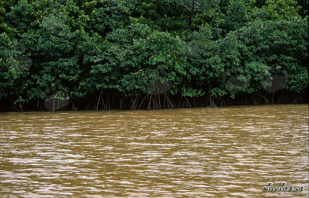 Mangroves rouges fascinantes sur les rives de la rivière Qara-ni-Qio