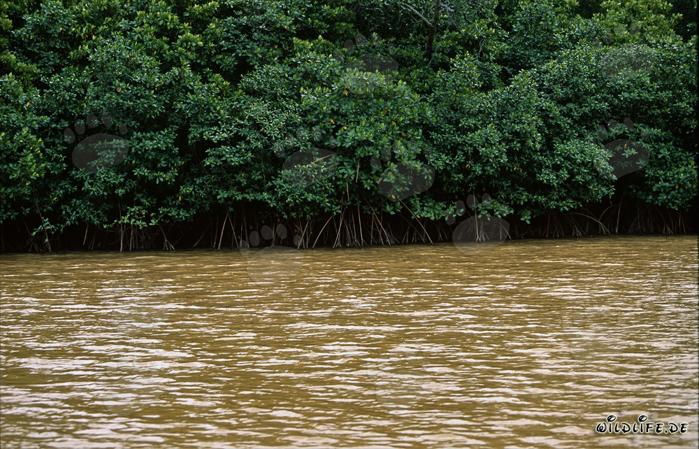Fascinating Red Mangroves on the Banks of the Qara-ni-Qio River