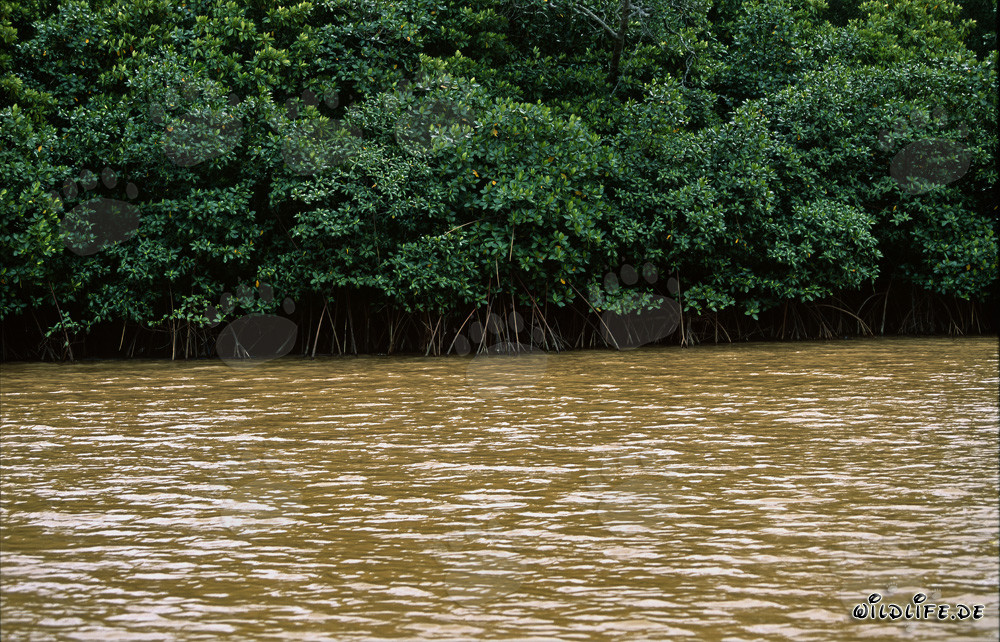 Faszinierende Rote Mangroven am Ufer des Qara-ni-Qio Rivers