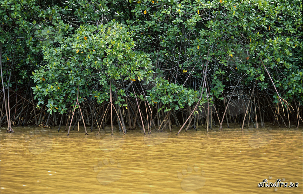Manglares rojos en las orillas del río Qara-ni-Qio en Fiji después de un fuerte aguacero