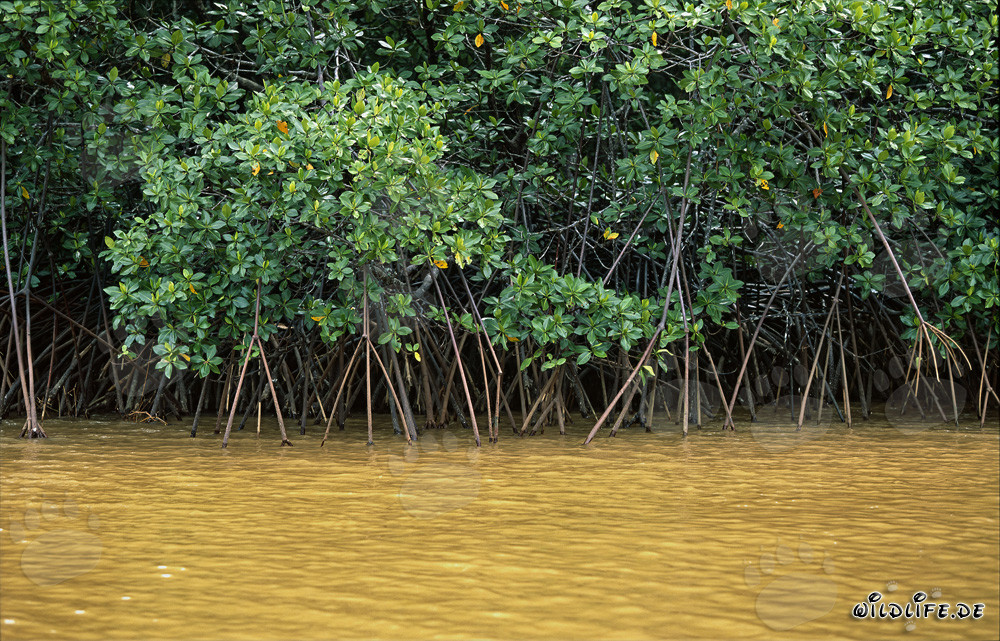 Mangroves rouges sur les rives de la rivière Qara-ni-Qio aux Fidji après une forte averse