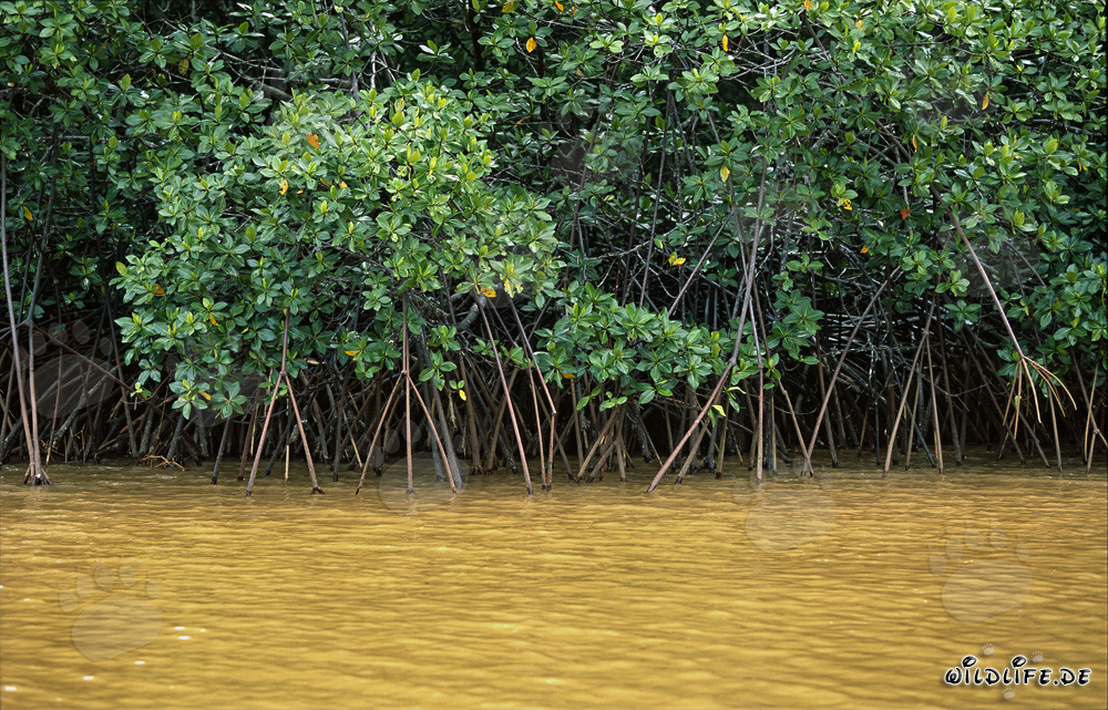 Mangrovie rosse sulle rive del fiume Qara-ni-Qio nelle Figi dopo un forte acquazzone