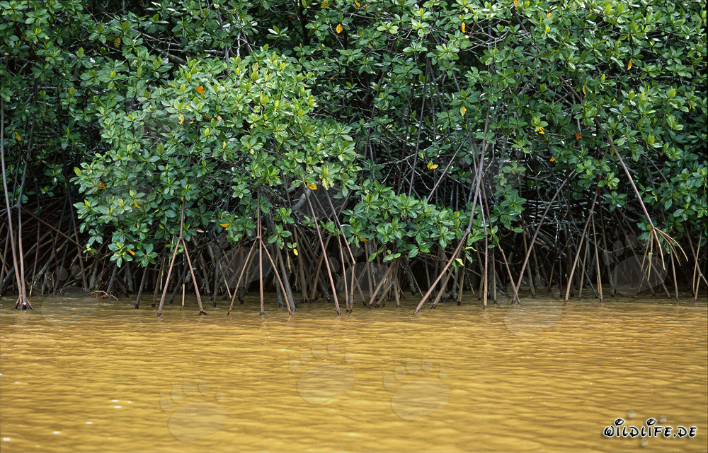 Red mangroves along the banks of the Qara-ni-Qio River in Fiji after a heavy rain shower