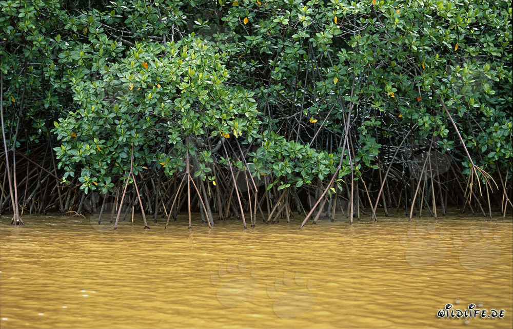 Rote Mangroven am Ufer des Qara-ni-Qio Rivers in Fiji nach einem kräftigen Regenschauer