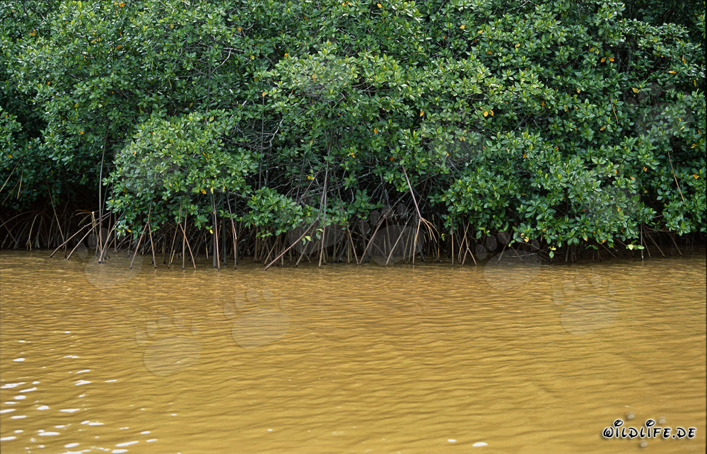 Manglares rojos en el agua lodosa del río Qara-ni-Qio