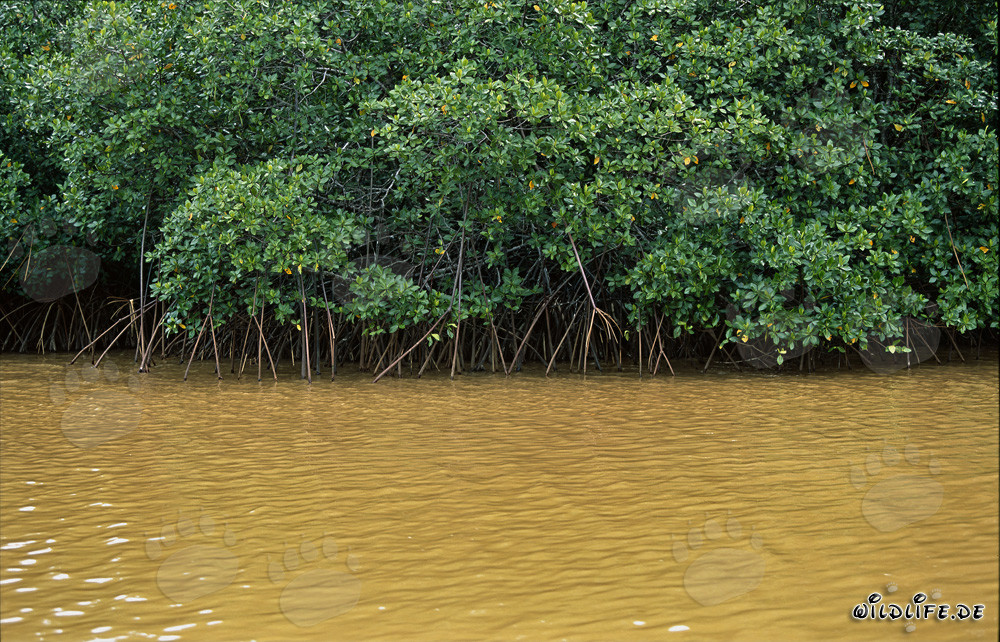 Mangroves rouges dans l'eau limoneuse de la rivière Qara-ni-Qio