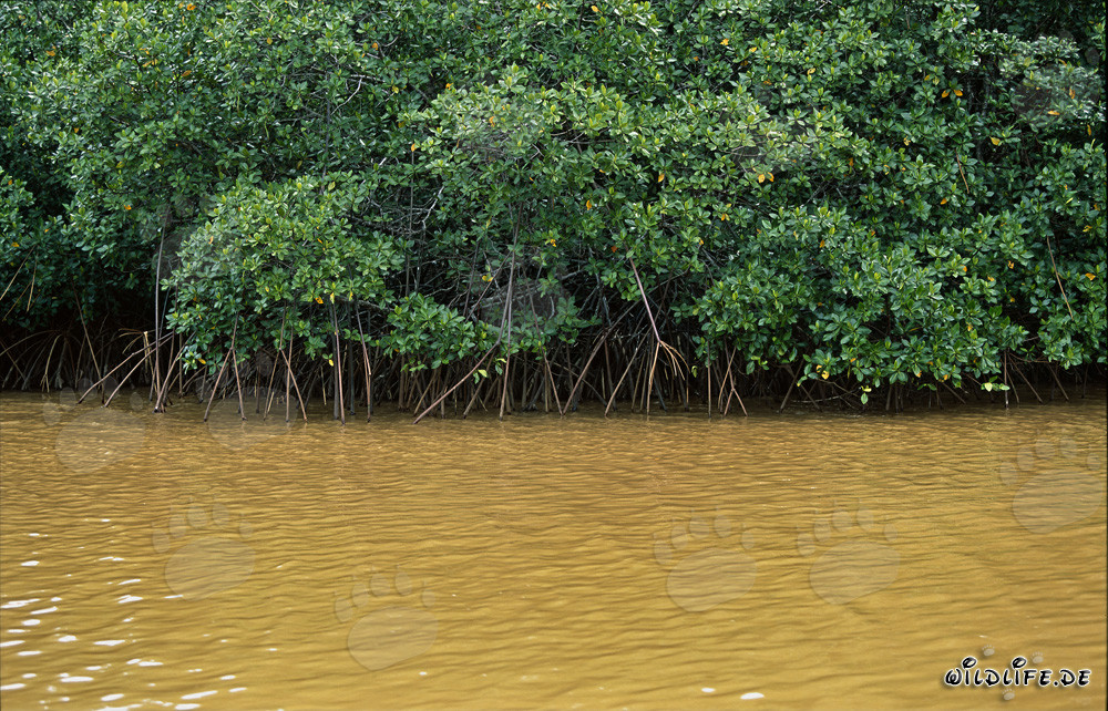 Mangrovie rosse nell'acqua fangosa del fiume Qara-ni-Qio