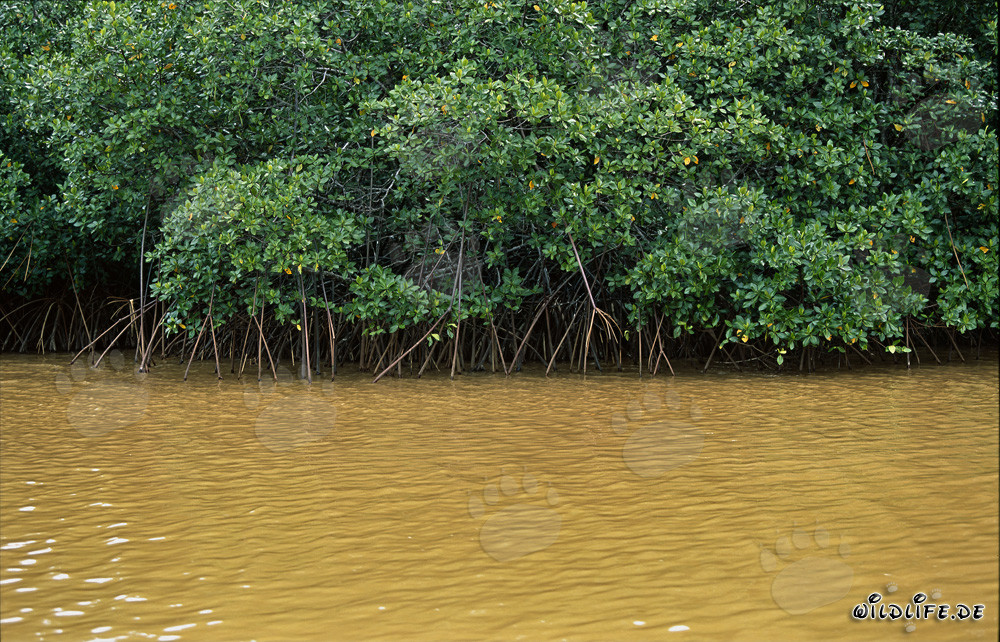 Red Mangroves in the Muddy Waters of Qara-ni-Qio River