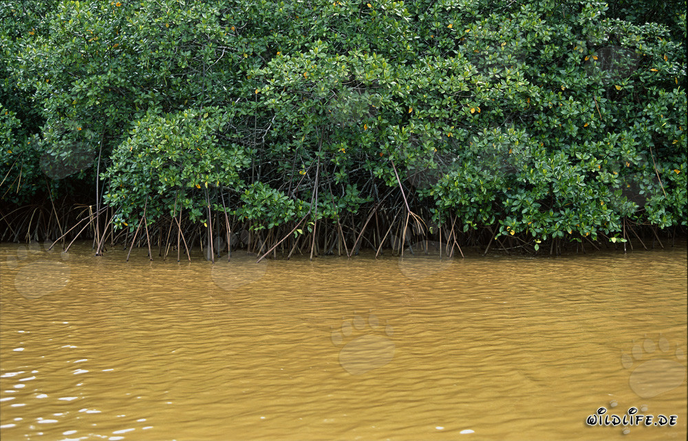 Rote Mangroven im lehmigen Wasser des Qara-ni-Qio River