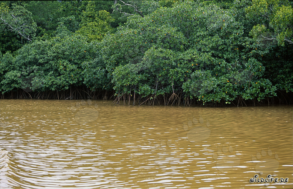 Les mangroves rouges le long du fleuve Qara-ni-Qio