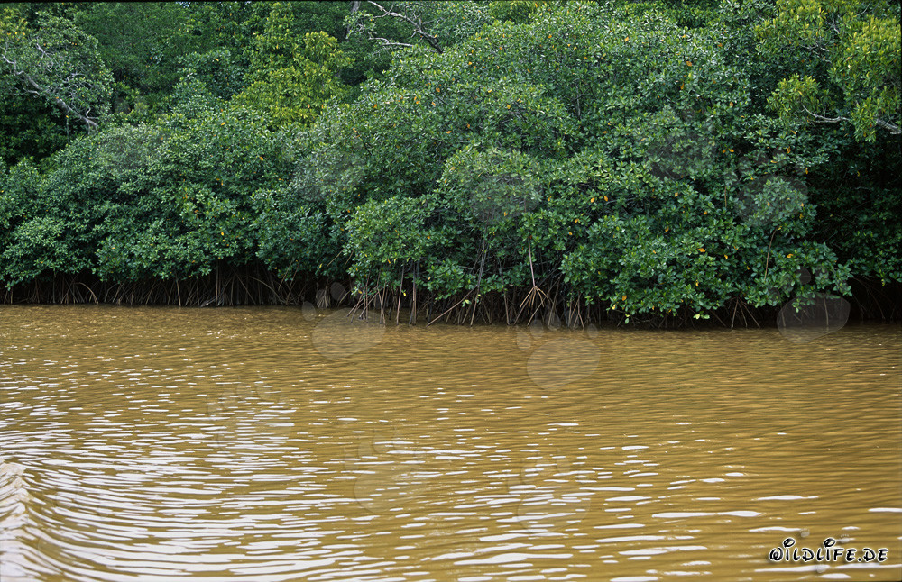 Mangrovie rosse lungo il fiume Qara-ni-Qio