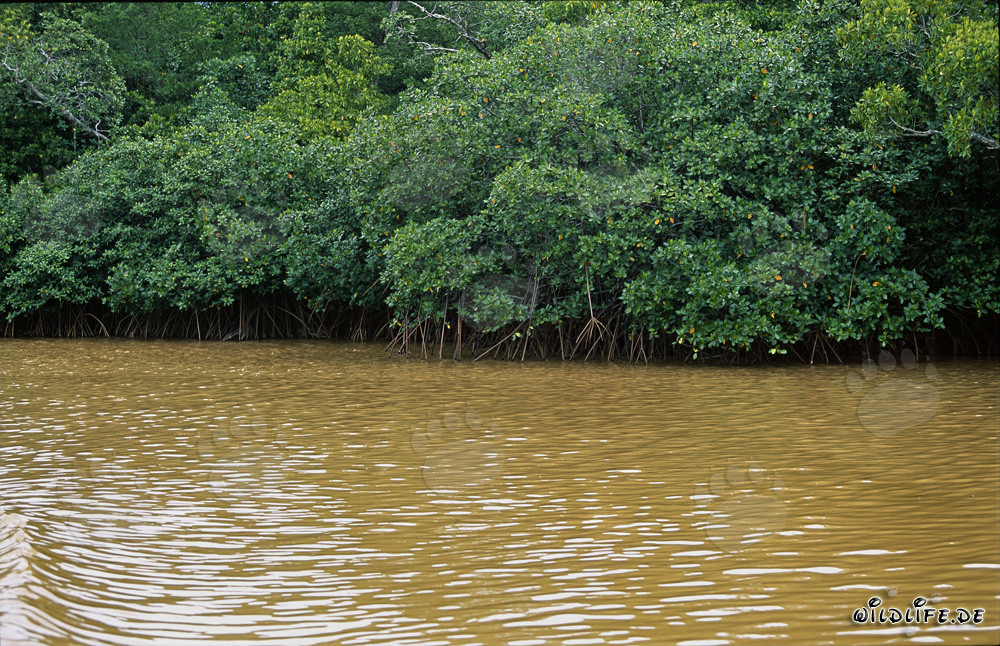 Red Mangroves in the clay-yellow Qara-ni-Qio River