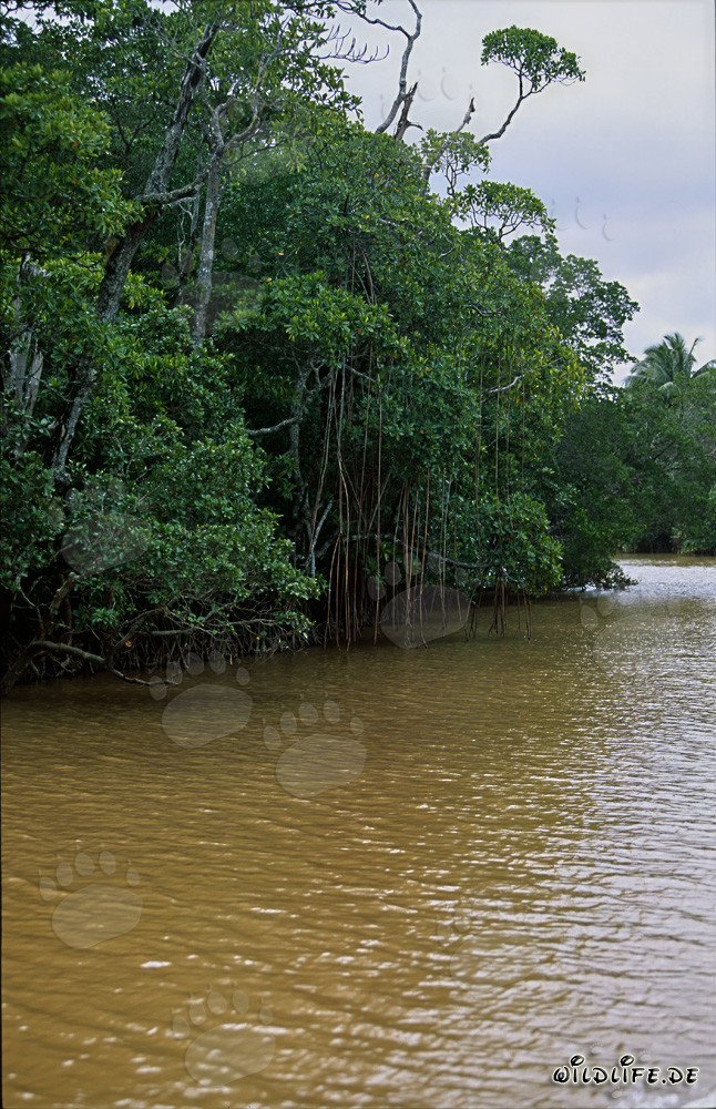 Manglares rojos en la orilla del río Qara-ni-Qio en Fiji