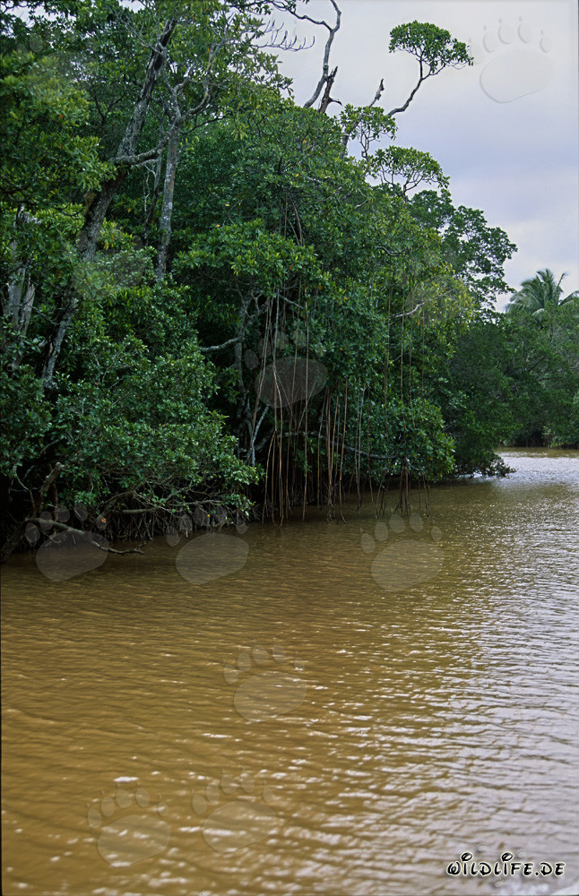 Mangroves rouges sur les rives de la rivière Qara-ni-Qio aux Fidji