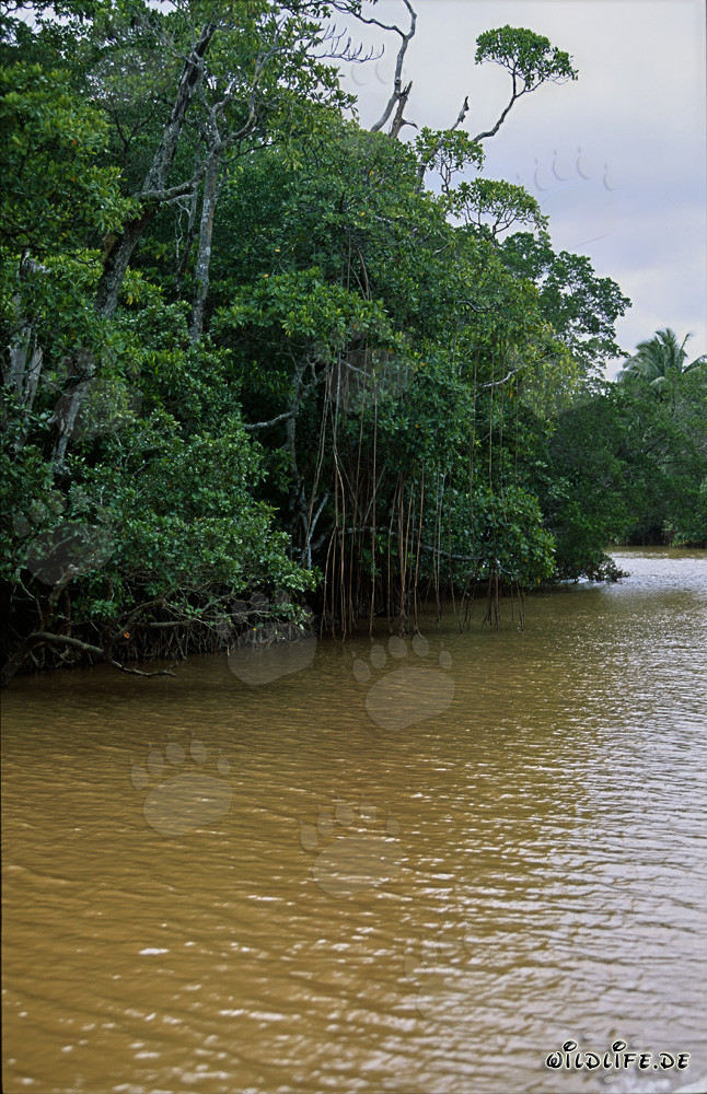 Red Mangroves lining the shore of the Qara-ni-Qio River in Fiji