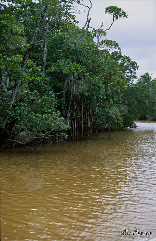Rote Mangroven am Ufer des Qara-ni-Qio River in Fiji