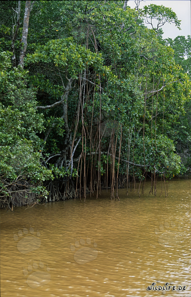 Les mangroves rouges dans l'eau limoneuse de la rivière Qara-ni-Qio