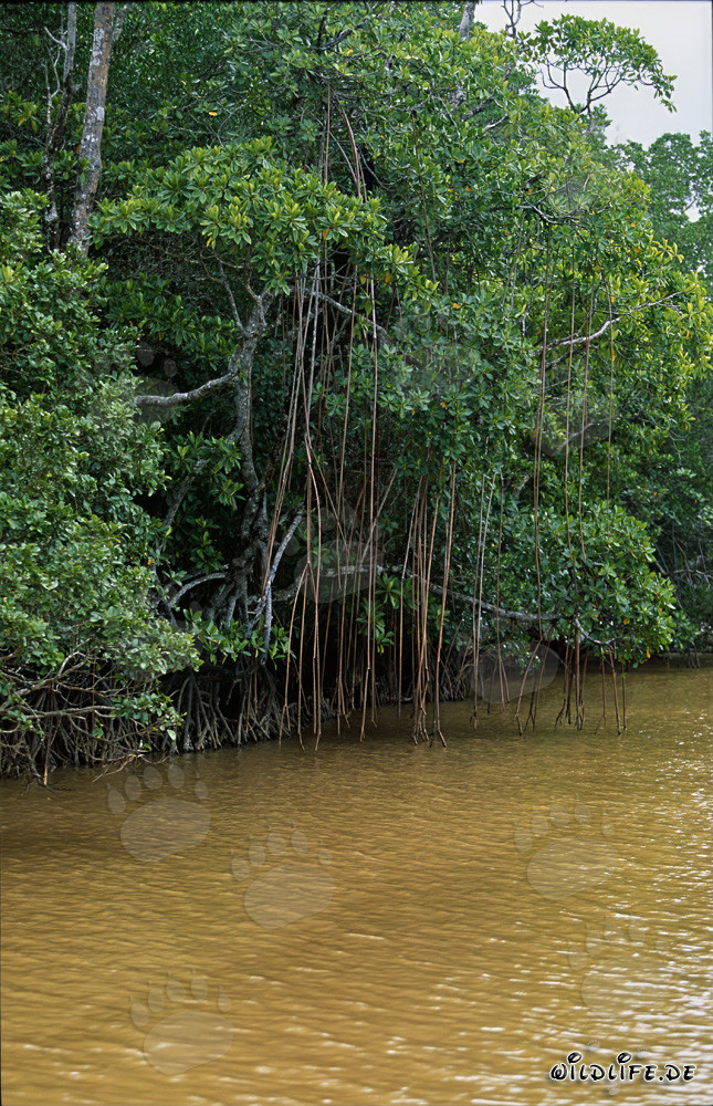Mangrovie rosse nelle acque limacciose del fiume Qara-ni-Qio