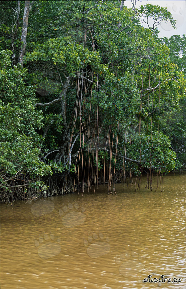 Red Mangroves in the Muddy Waters of the Qara-ni-Qio River