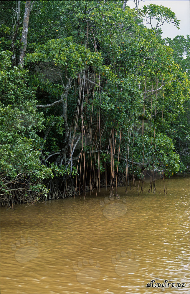Rote Mangroven im lehmigen Wasser des Qara-ni-Qio River