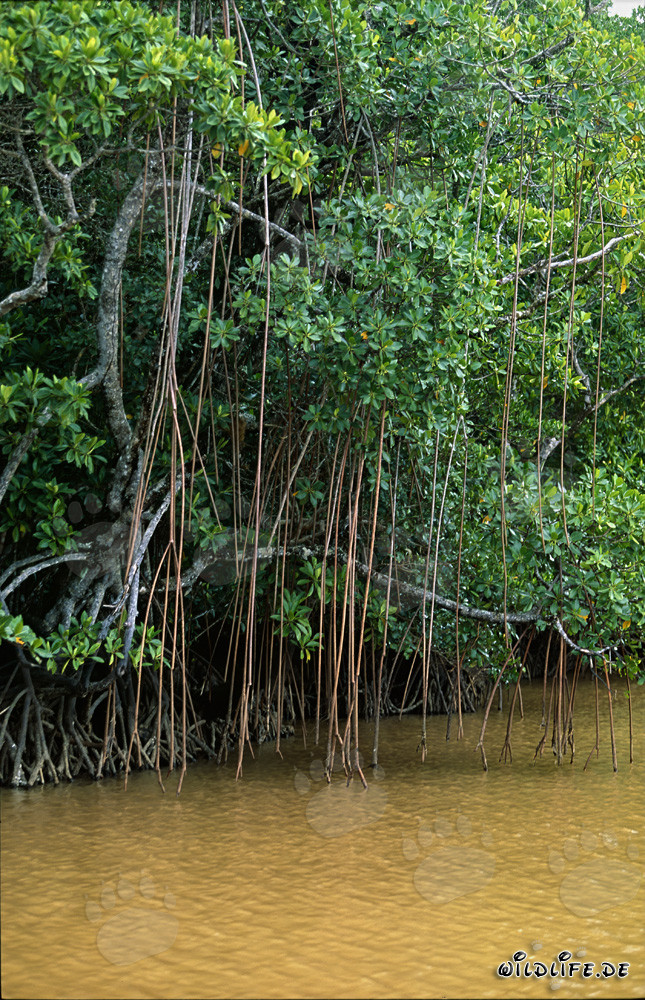 Mangles rojos en el río amarillo fangoso del Qara-ni-Qio en la isla de Viti Levu, Fiji