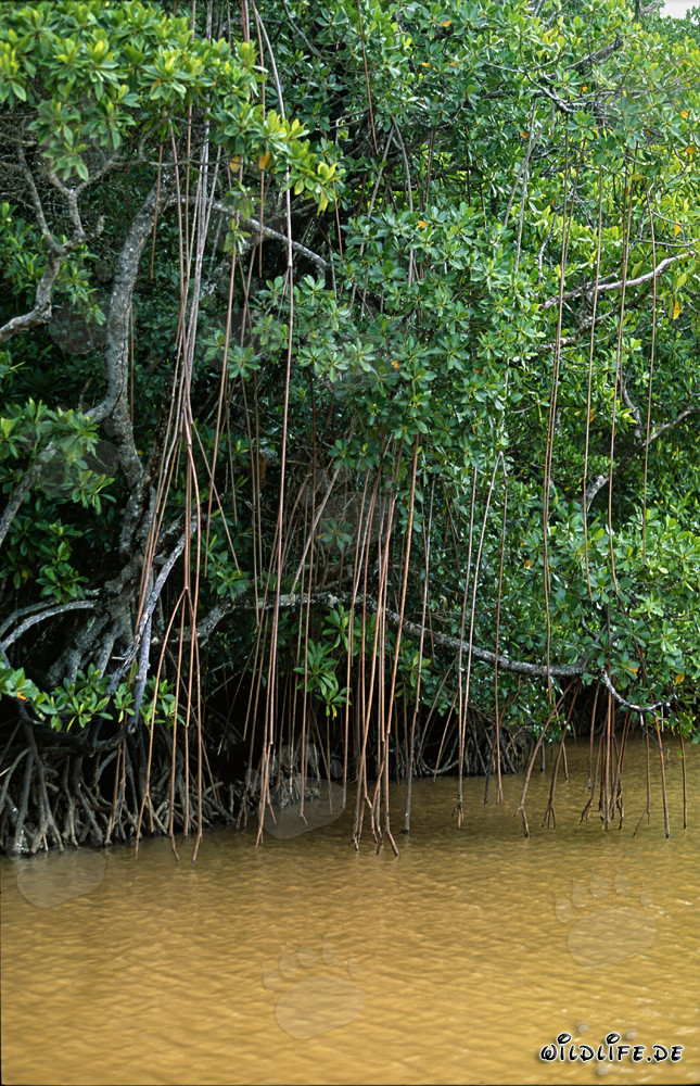 Mangrovie rosse nel fiume fangoso giallo del Qara-ni-Qio sull'isola di Viti Levu, Figi