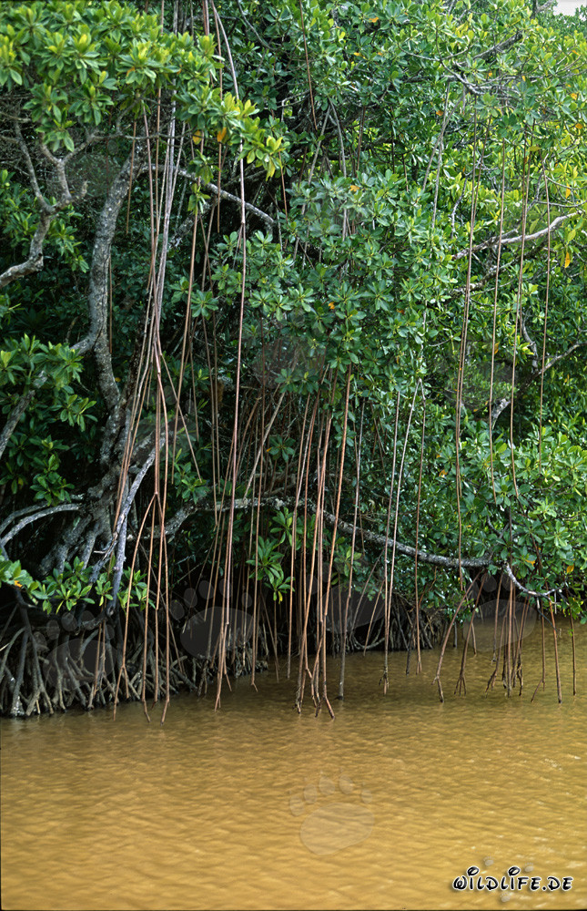 Red Mangroves in the Clay-yellow River