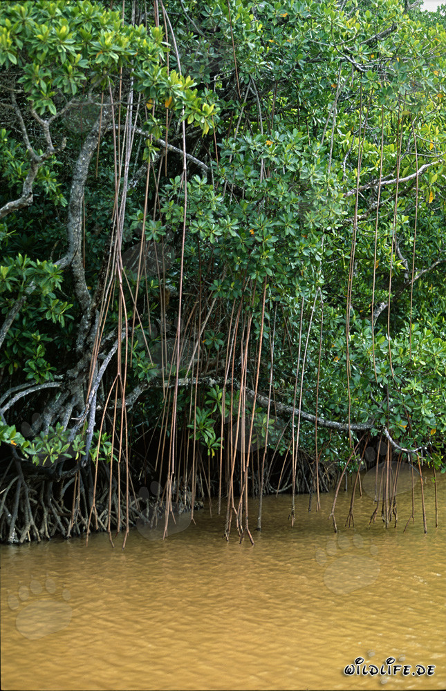 Rote Mangroven im lehmgelben Fluss